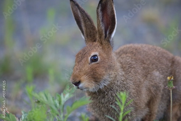 Obraz 芝生で寛ぐ可愛いうさぎ