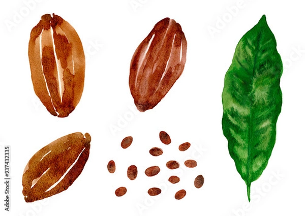 Obraz カカオの実と豆と葉っぱ　手描き水彩イラスト