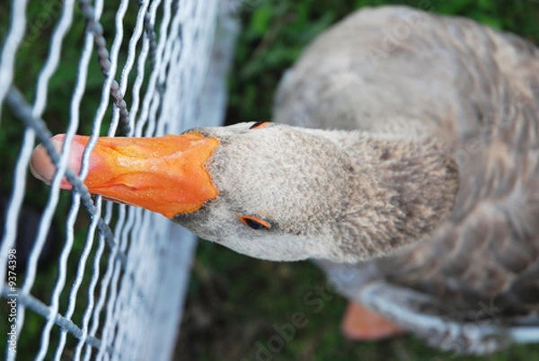 Obraz Gans hinter Zaun