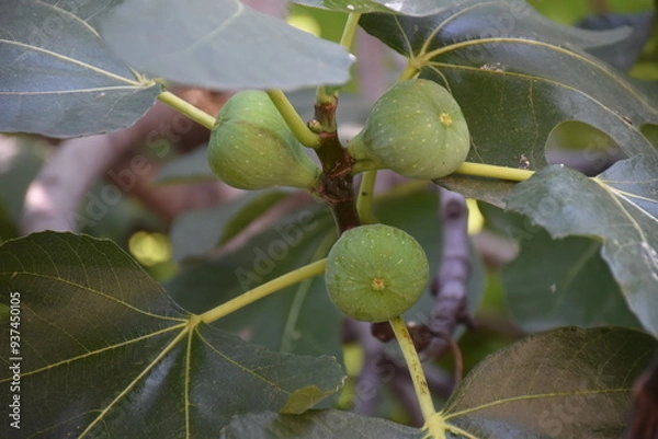 Obraz Feigen am Baum