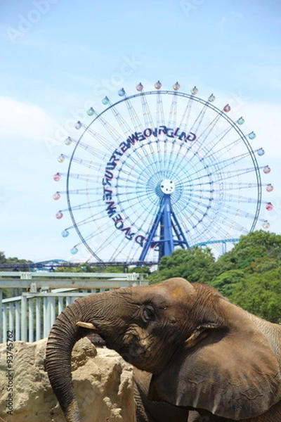 Fototapeta アドベンチャーワールドのゾウ