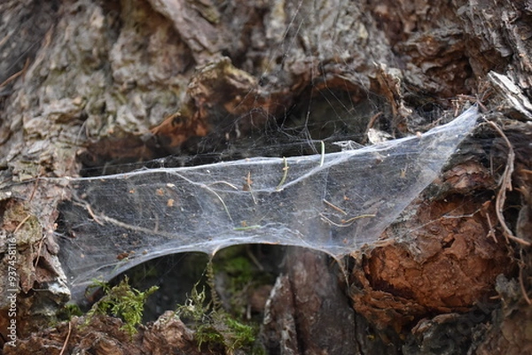 Obraz Spinnennetz am Baum