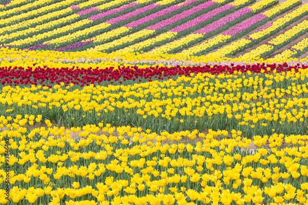 Fototapeta チューリップ畑
