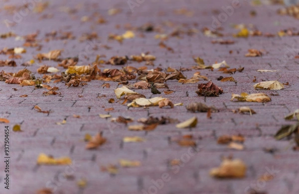 Fototapeta Autumn leaves on the pavement street. Autumn vibes background