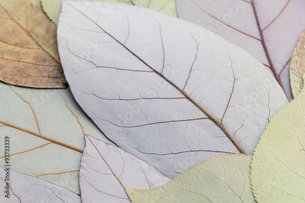 Fototapeta hojas secas