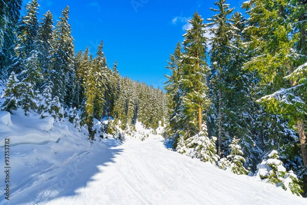 Obraz Ski slope through a forest.