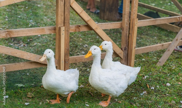 Fototapeta White house ducks walk around the yard