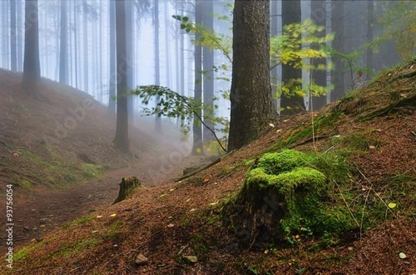 Fototapeta mossy stump in misty forest