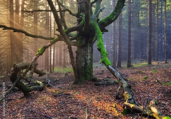 Fototapeta old beech