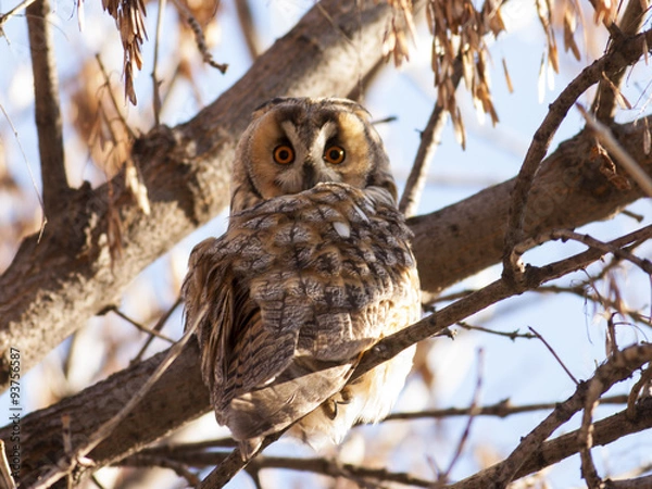 Obraz Long-eared Owl (Asio otus)