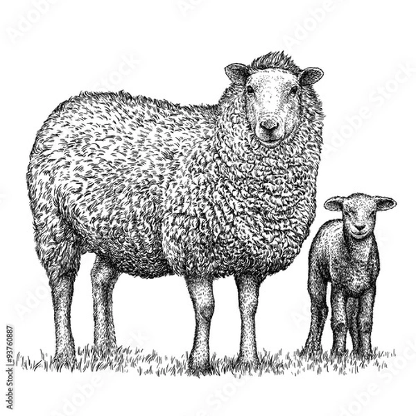 Fototapeta engrave isolated sheep illustration