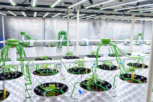Obraz Marijuana or Cannabis plants on white pots in modern greenhouse with solar panels and automatic watering system for the concept of modern cannabis cultivation.