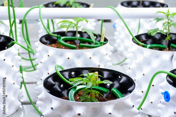 Obraz Close up of Cannabis or Marijuana plants on white pots in modern greenhouse with solar panels and automatic watering system for the concept of modern cannabis cultivation.