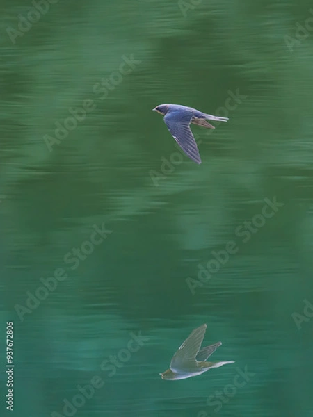 Obraz Swallow in flight