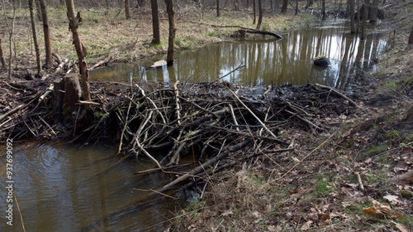 Fototapeta Tama bobrów na rzece w lesie. Żeremie.