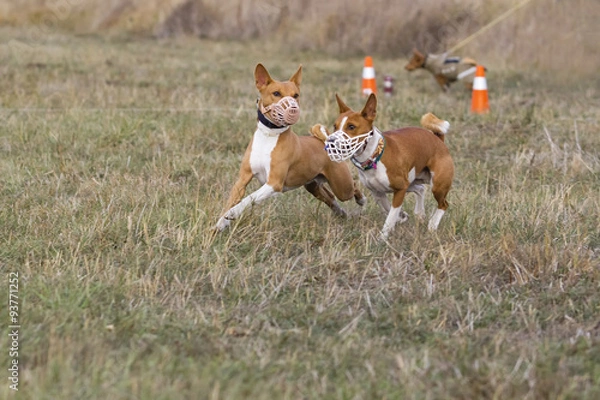 Obraz Coursing. Basenji dogs run after a lure. Grassy field. Autumn