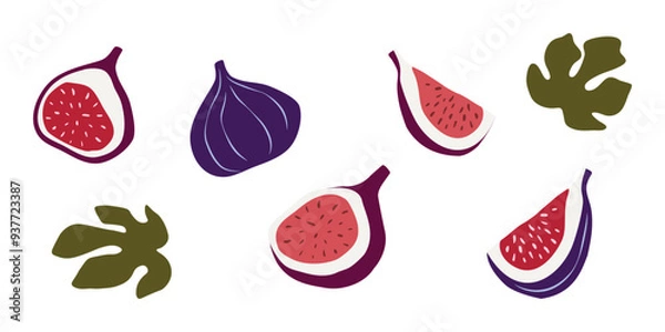 Fototapeta set of fig fruit. fig leaves. isolated hand drawn on white background