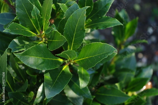Obraz Bay Leaves
