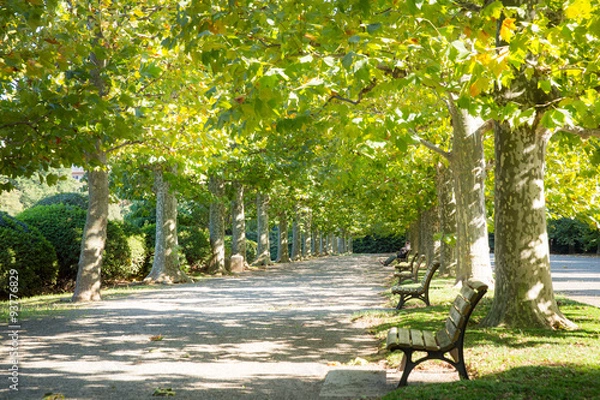 Fototapeta プラタナスの並木
