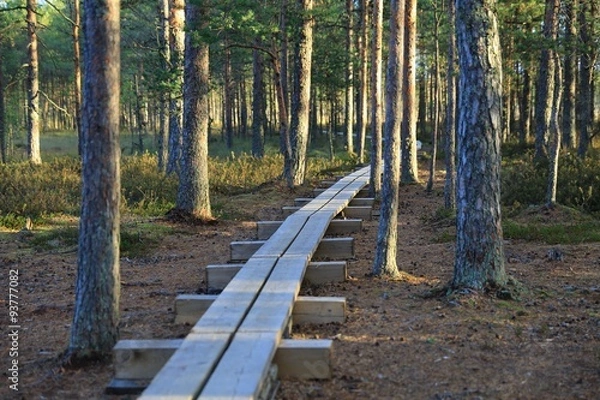Fototapeta Pathway in the bogs