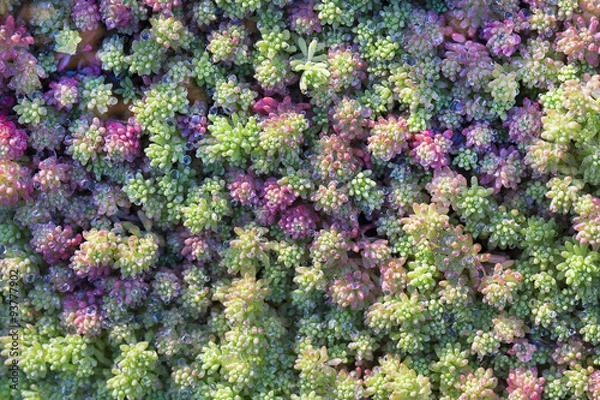 Fototapeta Background. Sedum autumn.