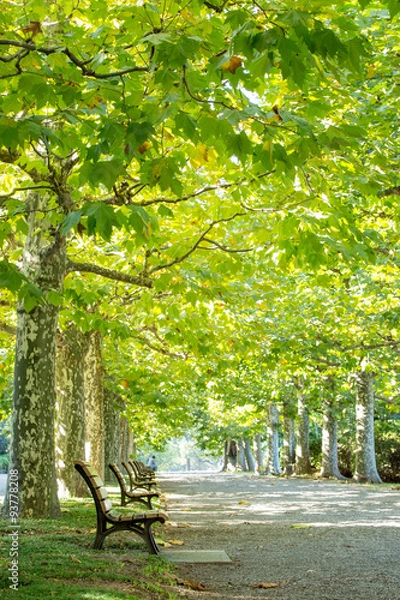 Fototapeta プラタナスの並木とベンチ