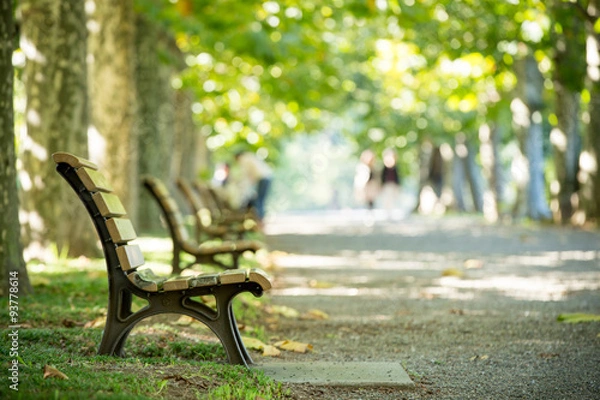 Fototapeta Platanas Row of Trees