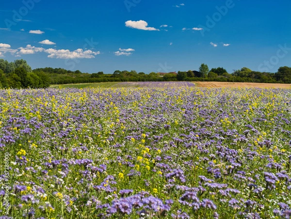 Fototapeta A field of phacelia growing on a farm in the UK. Also yellow mustard. Phacelia is used by farmers as a green manure and as a brood rearing crop. Its purple flowers attract a large array of insects.