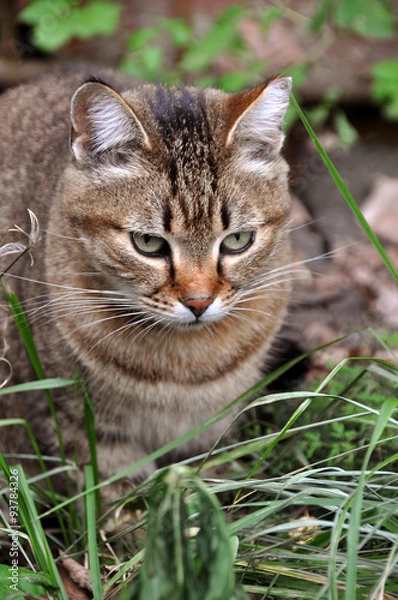 Fototapeta nice tabby cat