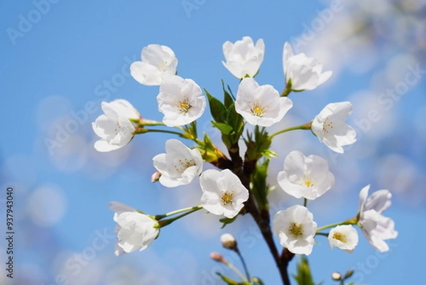 Fototapeta 咲き始めの桜
