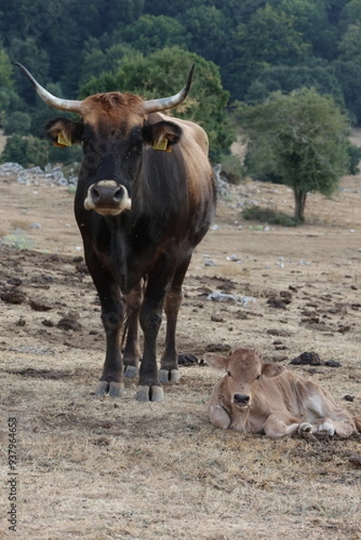 Obraz Madre & Figlio 