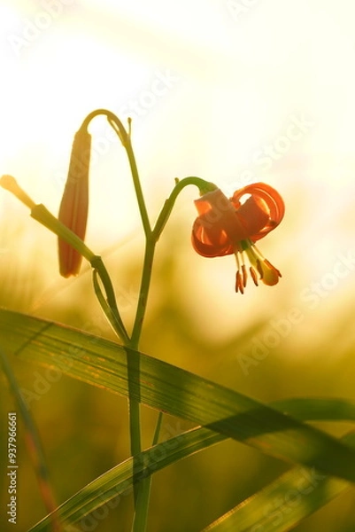 Fototapeta 夕日に照らされるユリ