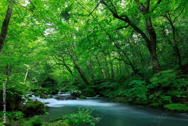 Obraz 青森県　奥入瀬渓流　8月