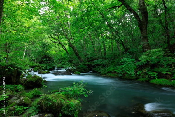 Obraz 青森県　奥入瀬渓流　8月