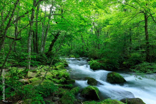 Obraz 青森県　奥入瀬渓流　8月