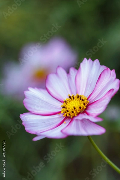 Fototapeta コスモス