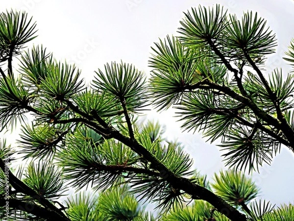 Obraz pine branch on white background
