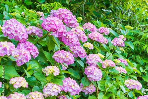 Fototapeta 美しい紫陽花畑