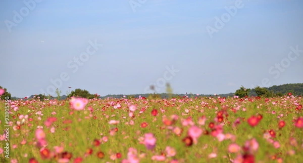 Fototapeta コスモス畑