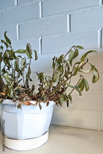 Obraz A dead and dried plant in the office. Withered foliage and brown leaves indicate poor plant care and atmosphere.
