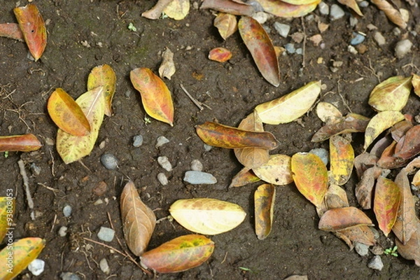 Obraz 落ち葉