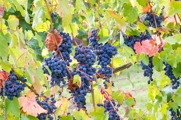 Obraz Deszcz winogron