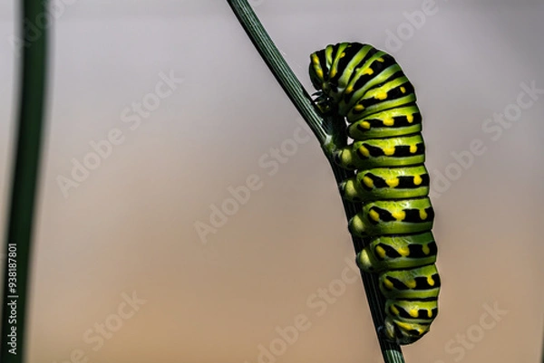 Obraz caterpillar on a branch