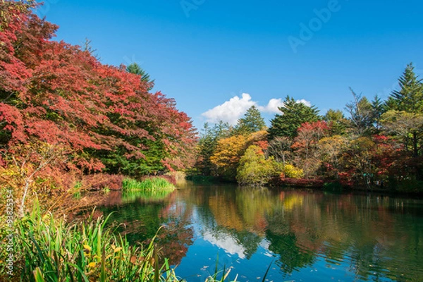 Obraz 雲場池の紅葉