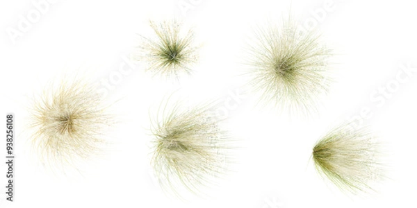 Fototapeta Set of Mexican feather grass cutout with transparent background, great for digital composition and architecture visualization,from top view