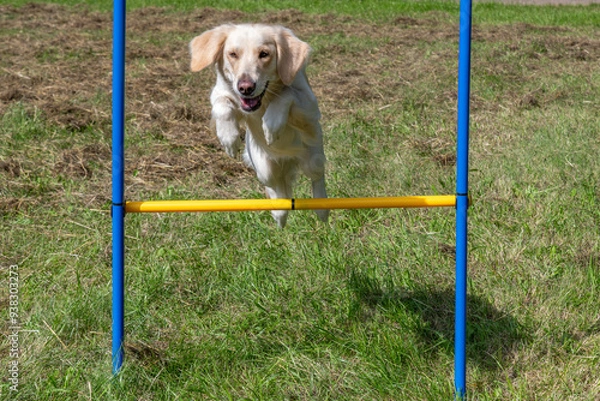 Fototapeta Hundewelt