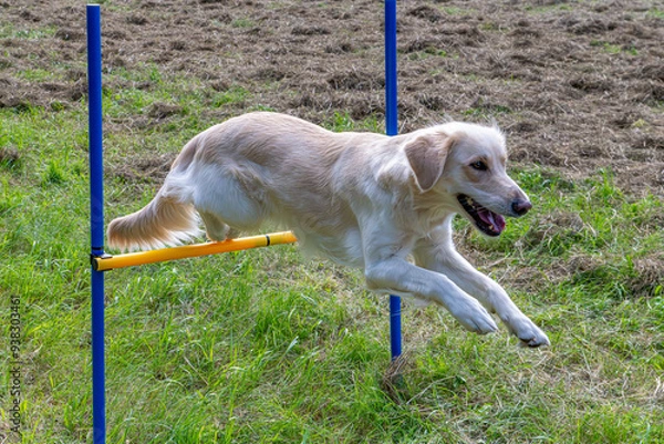 Fototapeta Hundewelt