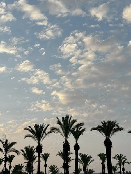 Obraz palm trees at sunset