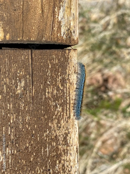 Obraz Caterpillar