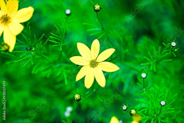 Fototapeta spring flower background